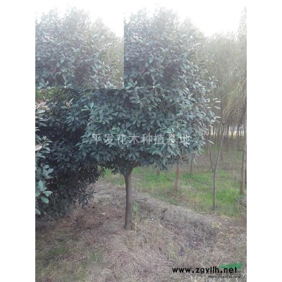 红叶石楠独杆，金叶搪槭，红花继木球