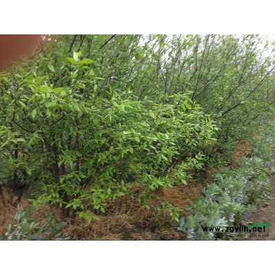 浙江浙江红叶石楠信息