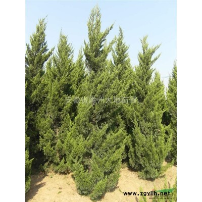 红叶石楠6供应/红叶石楠6图片