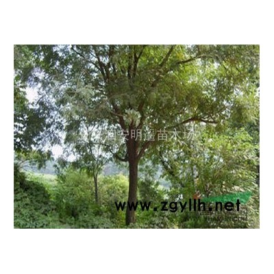 红叶石楠球100-150公分蓬径 绿化红叶石楠 独杆高杆红叶