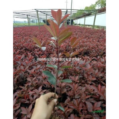 长期供应色块 红叶石楠小苗