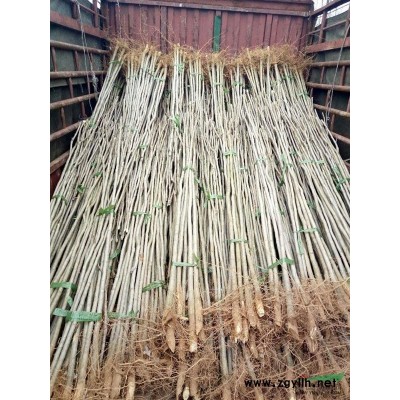 红叶石楠1米高，江西红叶石楠小苗。