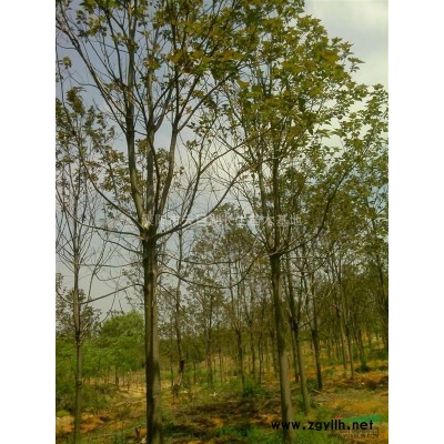 江苏红叶石楠 供应红叶石楠