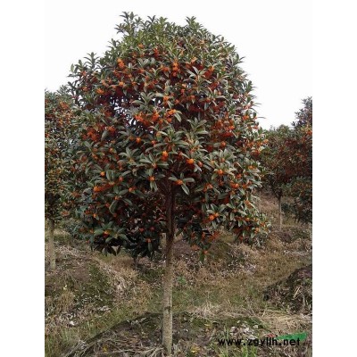 浙江供应红叶石楠、球