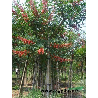福建红叶石楠/红叶石楠/石楠