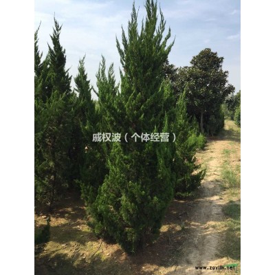 安徽低价直销红叶石楠，1米左右红叶石楠量大急售！