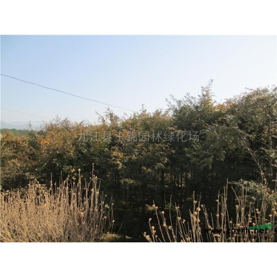 红叶石楠树行情报价\红叶石楠树图片展示