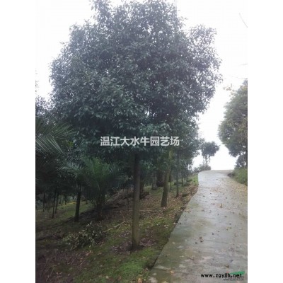 成都单杆红叶石楠