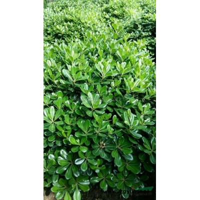 浙江地区供应高杆红叶石楠2-5公分