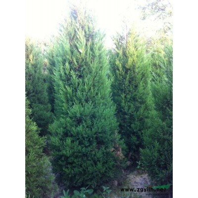 河南高杆红叶石楠