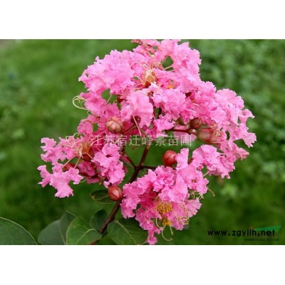 红叶小檗，红叶石楠、红王子锦带、、金叶女贞、海桐、品种月季