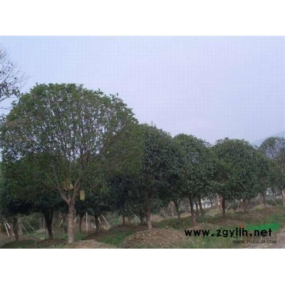 红叶石楠树图片\红叶石楠树报价