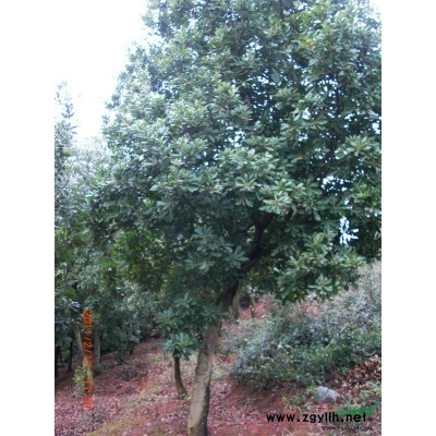 出售红叶石楠（小苗和树都有）