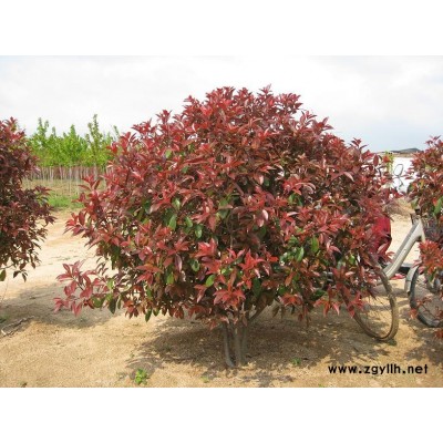 红叶石楠日本火焰