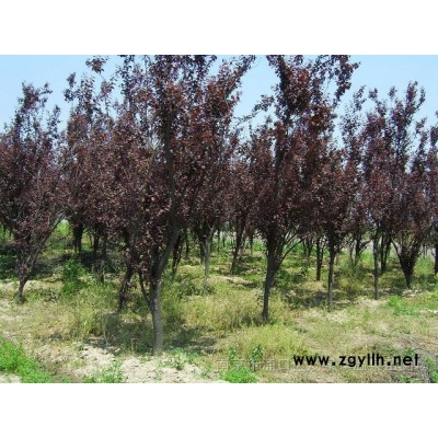 红叶石楠(小苗、绿篱苗、球类、圆柱形、单杆小乔木)