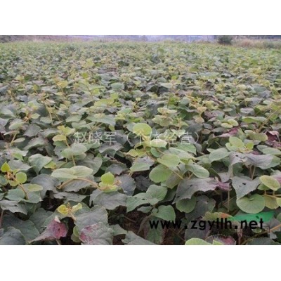 陕西大量出售红叶石楠小苗