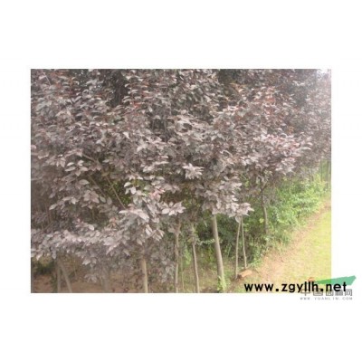 速生火焰红叶石楠