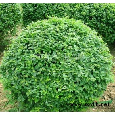 出售常州红叶石楠光球P0.8m-1.5m