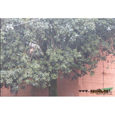 移栽红叶石楠行情报价\移栽红叶石楠图片展示