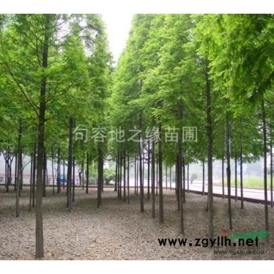 大量供应红叶石楠