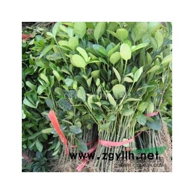 庭院、公园绿化植物 红叶石楠苗 规格* 量多另商议