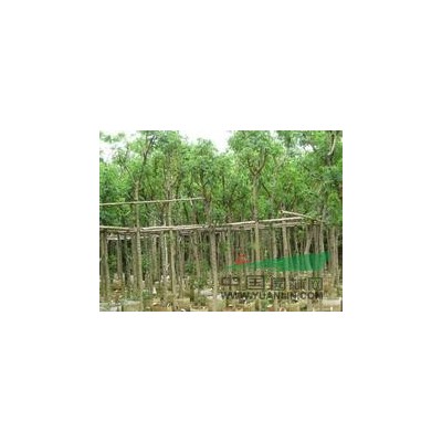 红叶石楠各规格