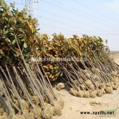 江苏沭阳县供应大量独杆红叶石楠