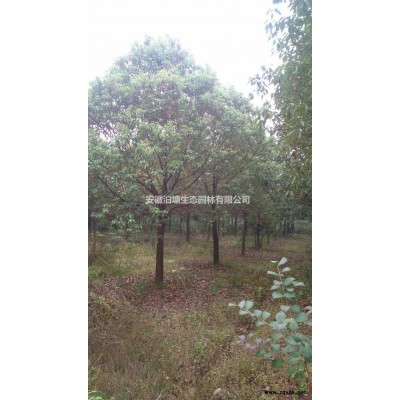 安徽红叶石楠，安庆红叶石楠，红叶石楠球