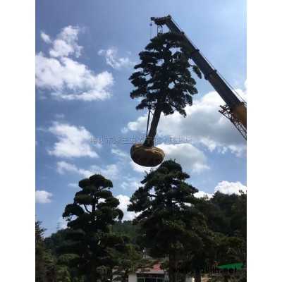 浙江红叶石楠3信息