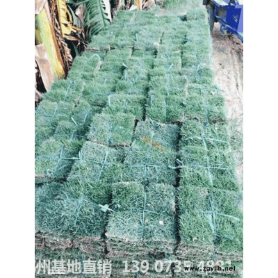 红叶石楠 红罗宾 绿篱 灌木 球类花坛绿化工程床苗地苗营养钵