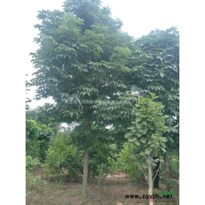 河南天韵园林8-12公分红叶石楠