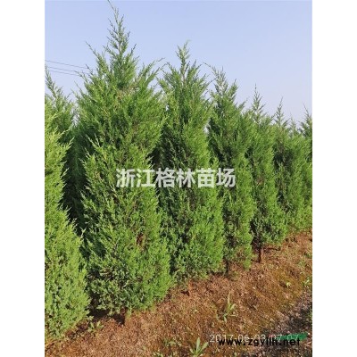 浙江萧山金森女贞基地图3