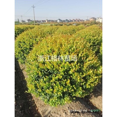 浙江萧山金森女贞基地图2