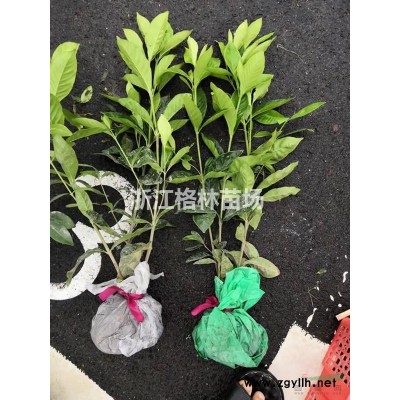 浙江萧山金森女贞基地图1