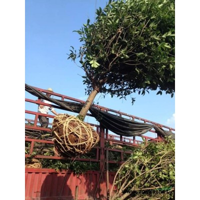 大量供应红叶石楠球，红继木球，金森女贞球，茶花球