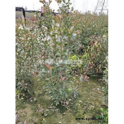 优质红叶石楠篱笆