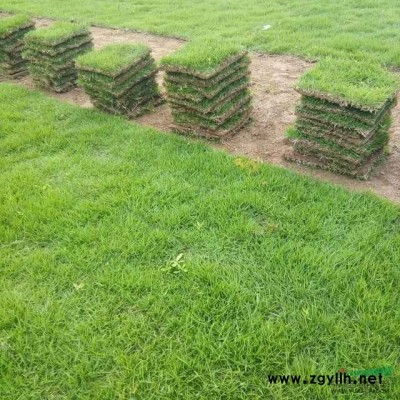 红叶石楠 湖南红叶石楠 湖南色块苗木 红叶石楠价格