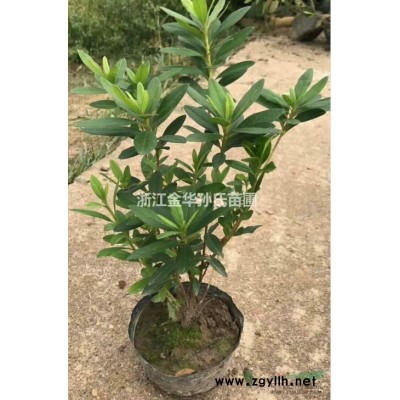 红叶石楠大杯苗