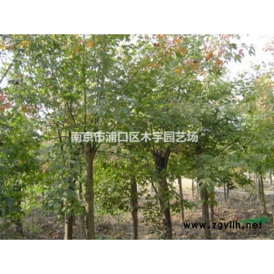 红叶石楠 报价 小苗 南京 造型树 江苏