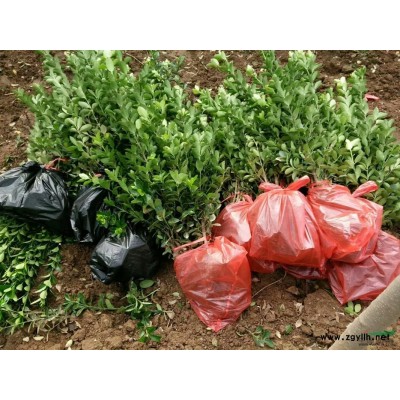 河南新乡大叶黄杨，瓜子黄杨，金叶，小叶女贞，月季红叶石楠