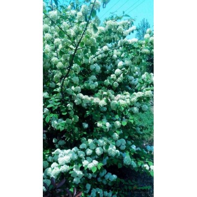 河南红叶石楠柱