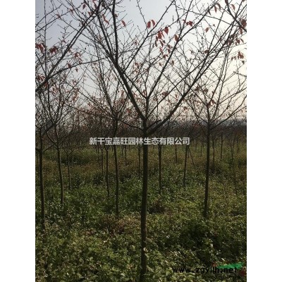 江西地区供应3-10公分红叶石楠