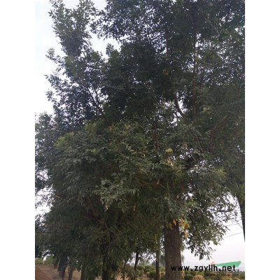 红叶石楠地苗，红叶石楠小苗，红叶石楠急售