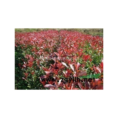 红叶石楠，红叶石楠苗，红叶石楠价格，红叶石楠供应