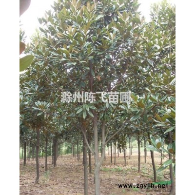 安徽批发红叶石楠，红叶石楠小苗，红叶石楠图片