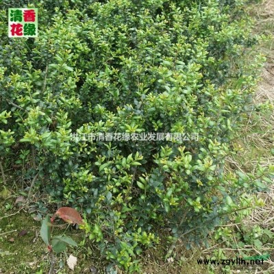 绿化苗批发红叶石楠苗红叶石楠球红叶石楠小苗高杆石楠红叶石楠苗