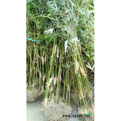 浙江萧山供应红叶石楠