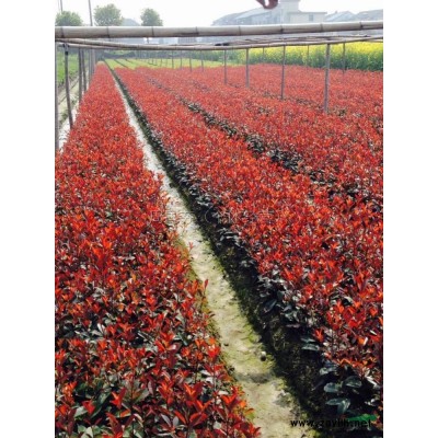 四川红叶石楠盆苗介绍