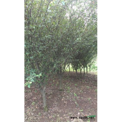 浙江5公分红叶石楠