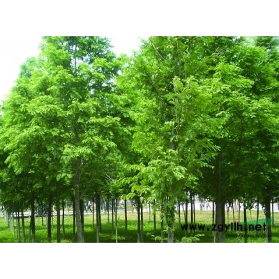 江西九江红叶石楠出售